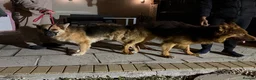 German Shepherd dogs for stud: PROVEN MASSIVE LIVER AND TAN GERMAN SHEPHERD STUD! - Advert 13