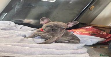 French Bulldog dogs - Advert 6