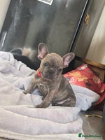 French Bulldog dogs - Advert 2