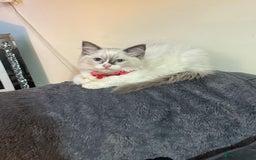 Ragdoll cats for sale: Ragdoll female - Image 5