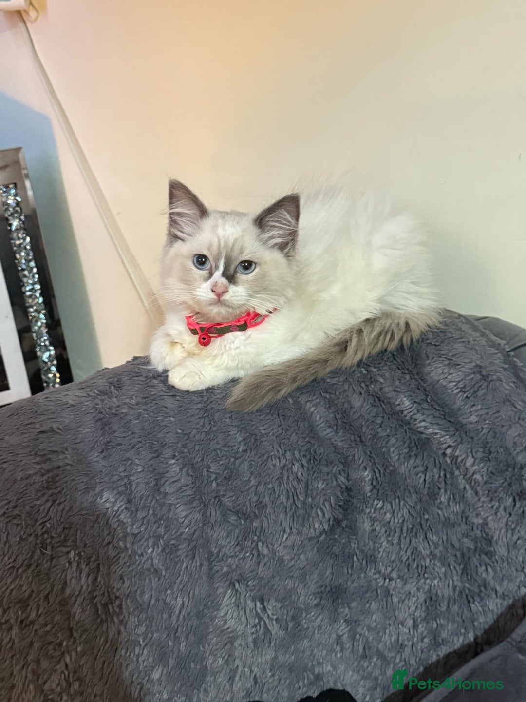 Ragdoll cats for sale: Ragdoll female - Image 5