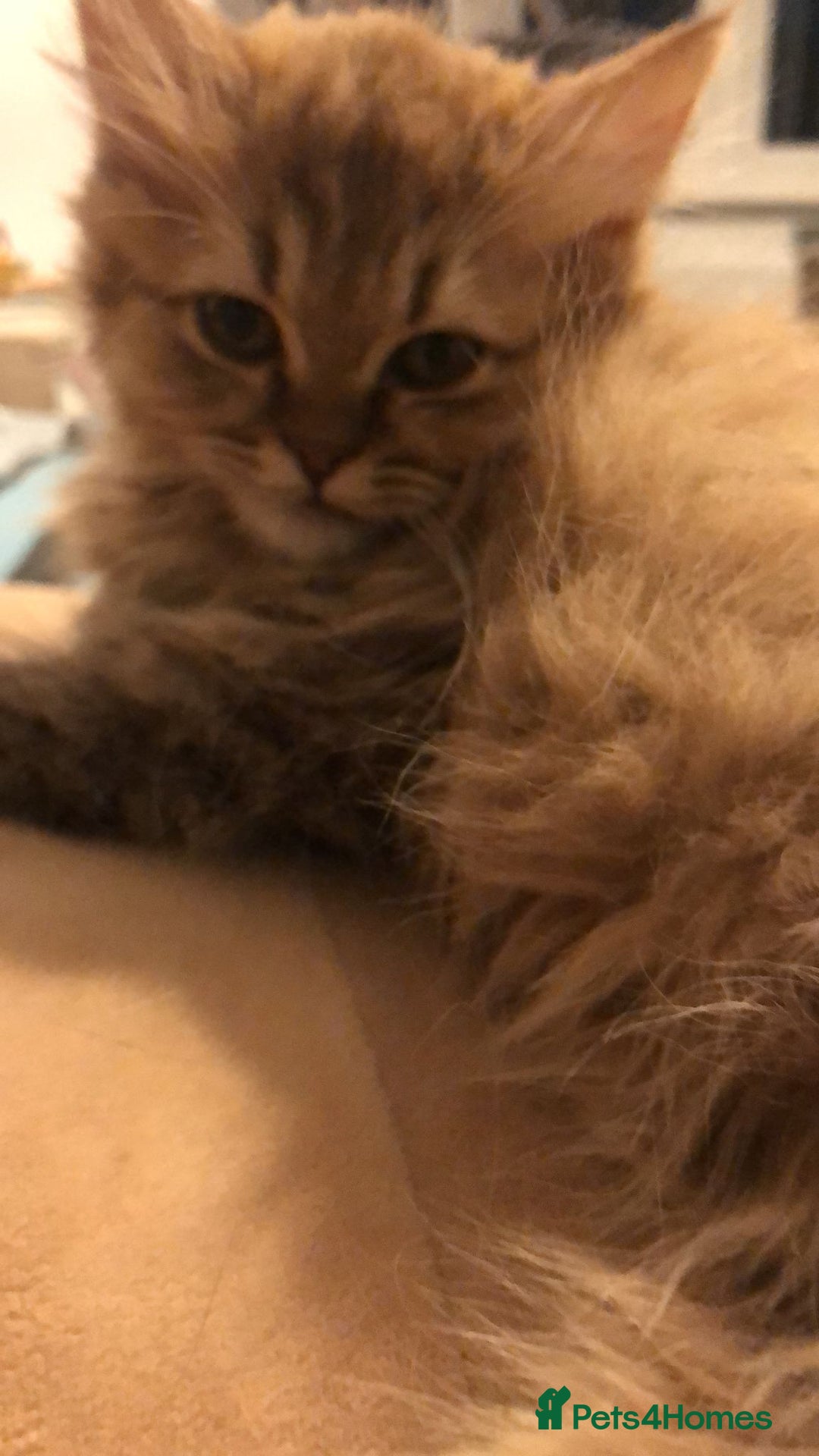 British Longhair cats for sale: READY NOW Tabby female Pedigree BLH - Image 21