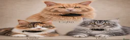 Maine Coon cats for sale: 🐾 FULLY REGISTERED PEDIGREE MAINE COON KITTENS 🐾 - Advert 22