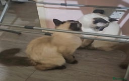 Ragdoll cats for sale: Two beautiful 5 month old Ragdoll kittens for sale - Advert 6