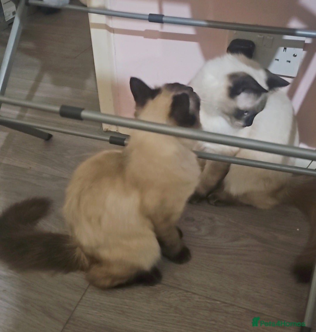 Ragdoll cats for sale: Two beautiful 5 month old Ragdoll kittens for sale - Advert 6