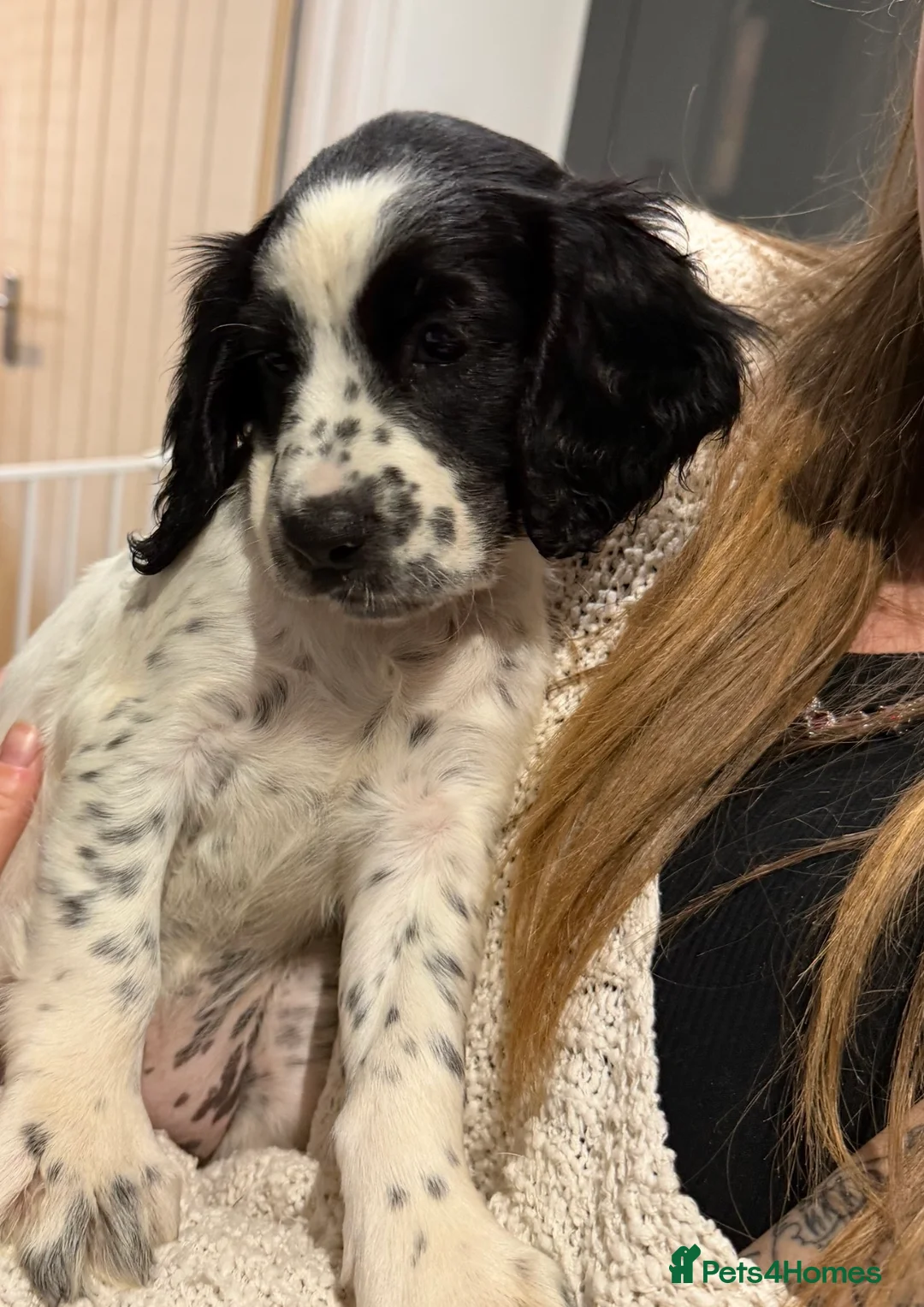 Sprocker dogs for sale: Sprocker spaniel ❤️ 🐾  - Advert 7