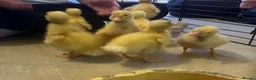 Ducks poultry for sale: Cherry valley ducklings - Advert 3