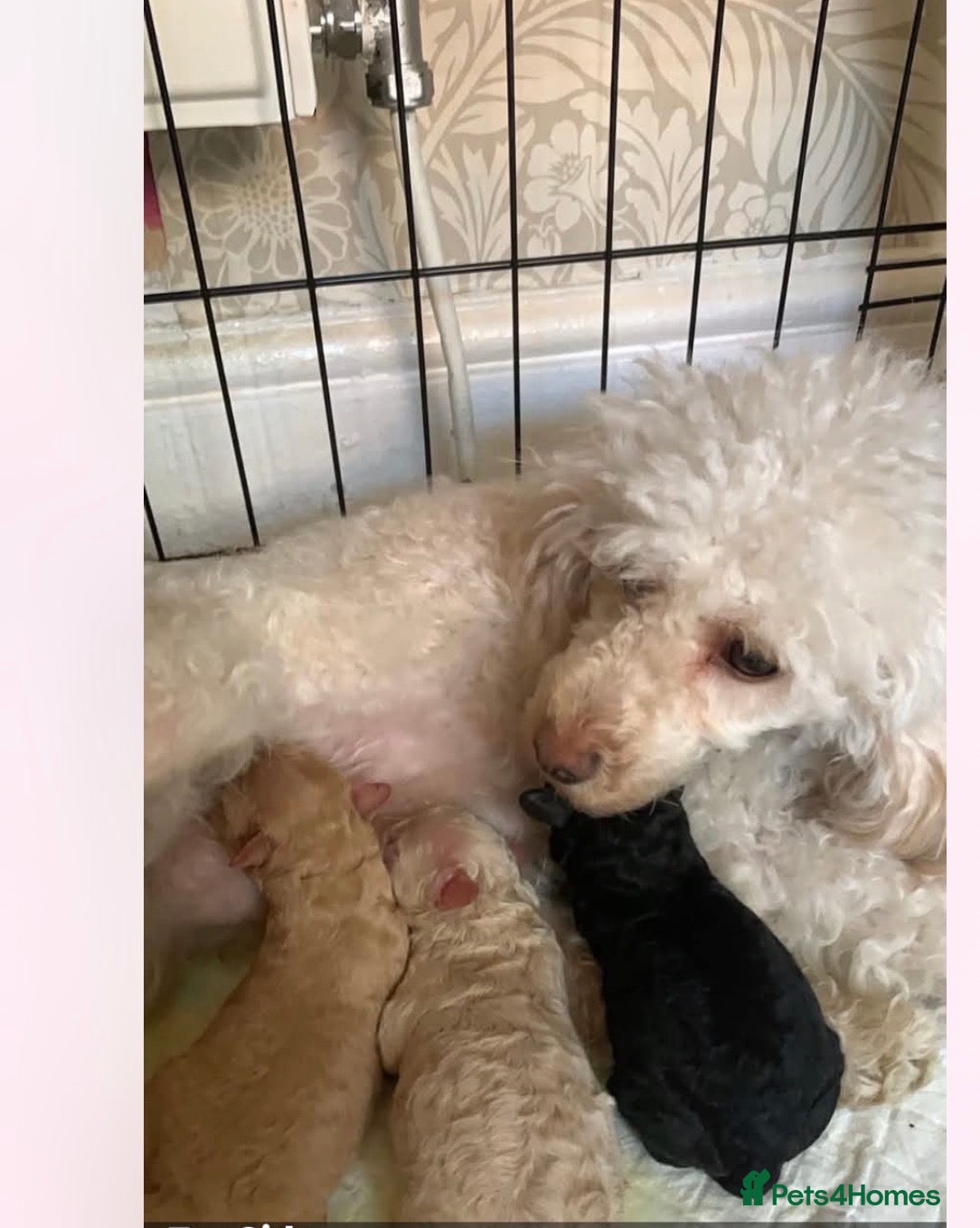 Mixed Breed dogs Poodle puppies 🐩 - Advert 6