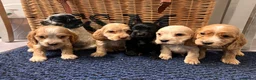 Cocker Spaniel dogs for sale: Stunning Show type cocker spaniel puppies  - Advert 9