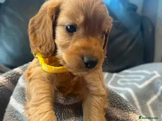 Cockapoo dogs F1 playful cockapoo boys ready 16 July - Advert 1