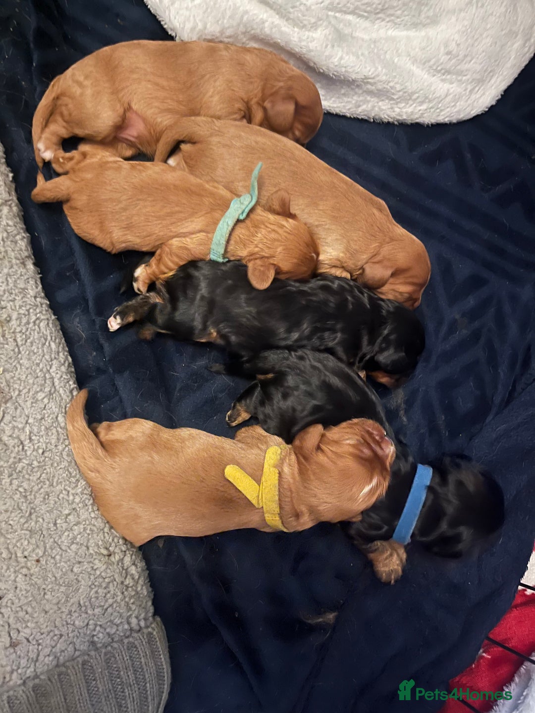 Cavalier King Charles Spaniel dogs for sale: 5 beautiful Cavalier King Charles puppies - Advert 21