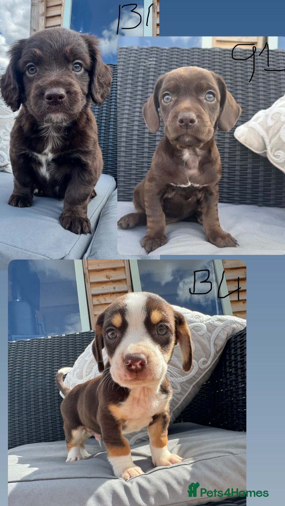 Mixed Breed dogs CHI SPANIEL PUPPIES READY 5th SEP - Advert 12