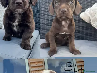 Mixed Breed dogs CHI SPANIEL PUPPIES READY 5th SEP - Advert 12