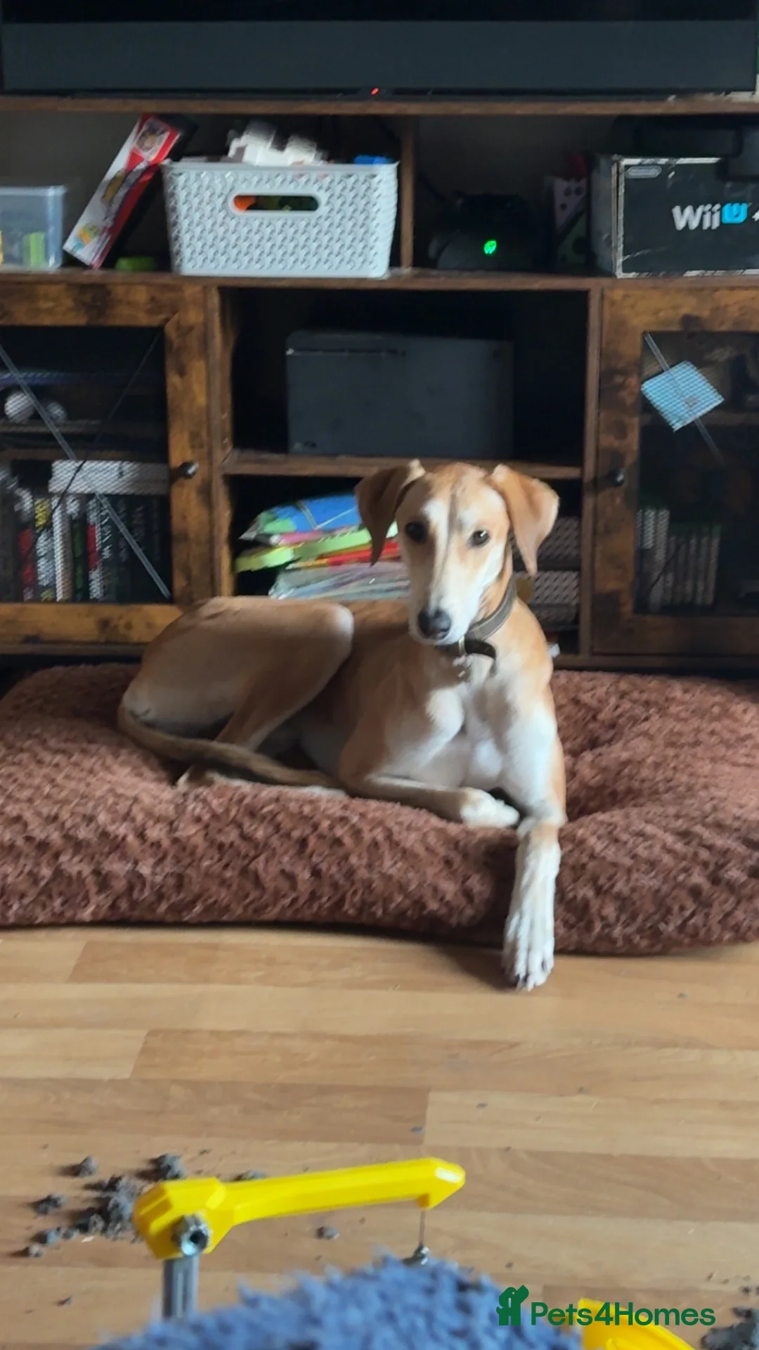 Lurcher dogs for sale: Lucky  in Stowmarket - Advert 2