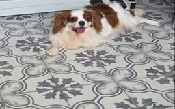 Cavalier King Charles Spaniel dogs for sale: Cavalier King Charles spaniel  - Image 3