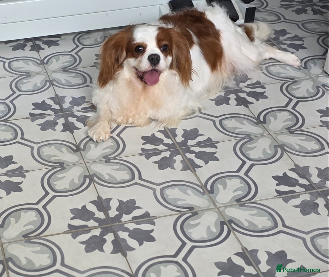 Cavalier King Charles Spaniel dogs for sale: Cavalier King Charles spaniel  - Image 3