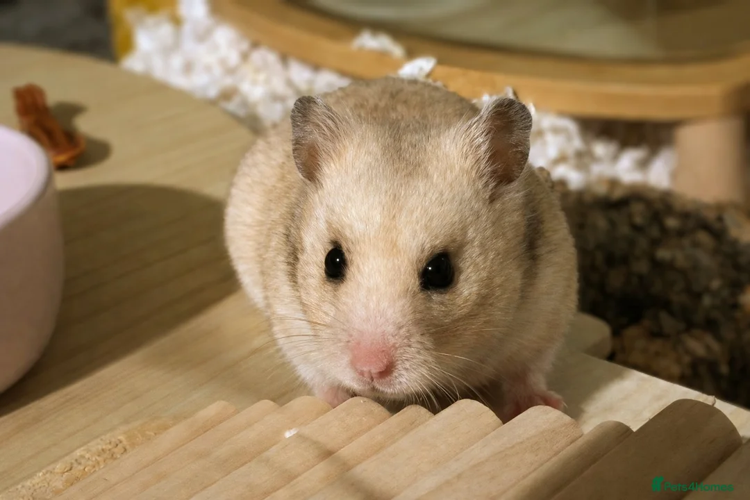 Hamster rodents for sale: Hundred Acre Hamster Rescue  - Advert 4