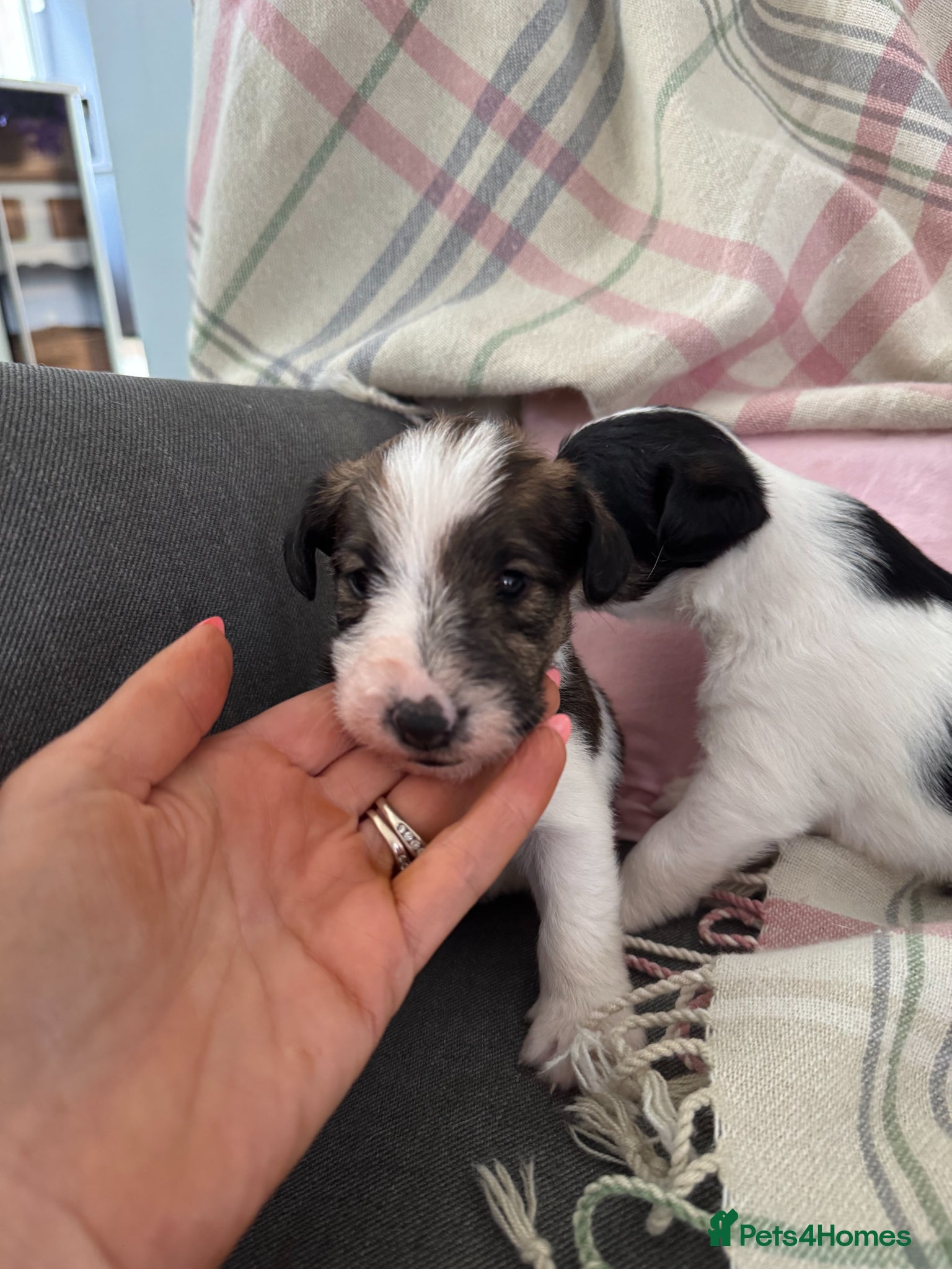 Fox Terrier dogs Stunning fox terrier puppies  - Advert 1