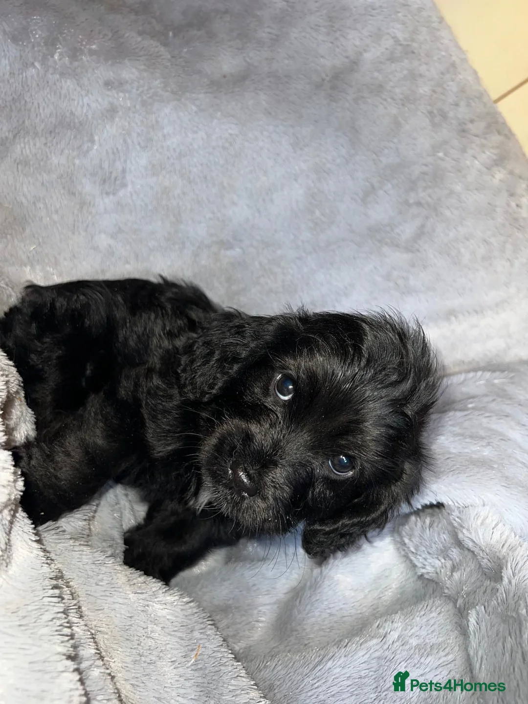 Cockapoo dogs for sale: Beautiful cockapoo puppy’s  - Advert 8