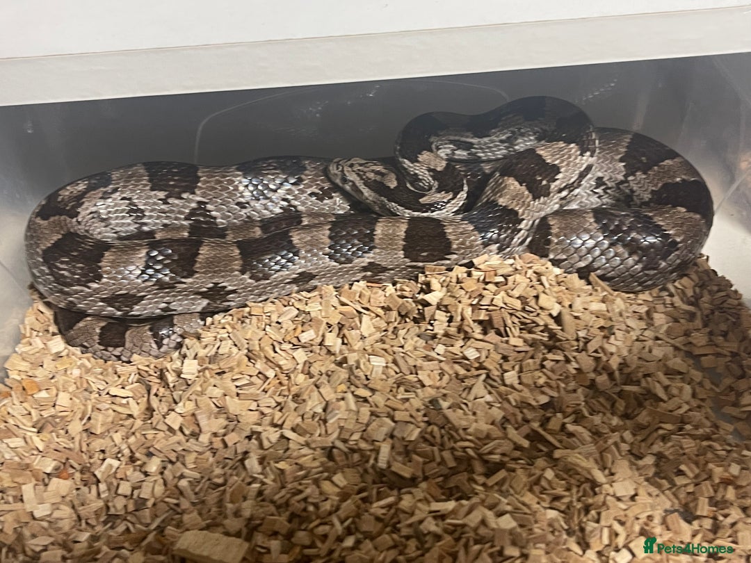 Snake reptiles for sale: Various snakes for sale - Advert 8