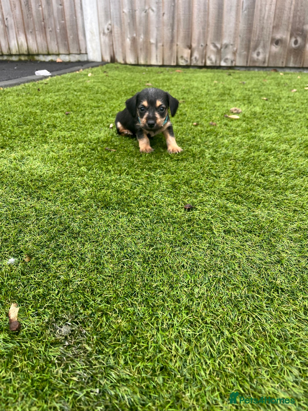 Mixed Breed dogs for sale: 5 beautiful jackshund puppies for sale - Advert 39