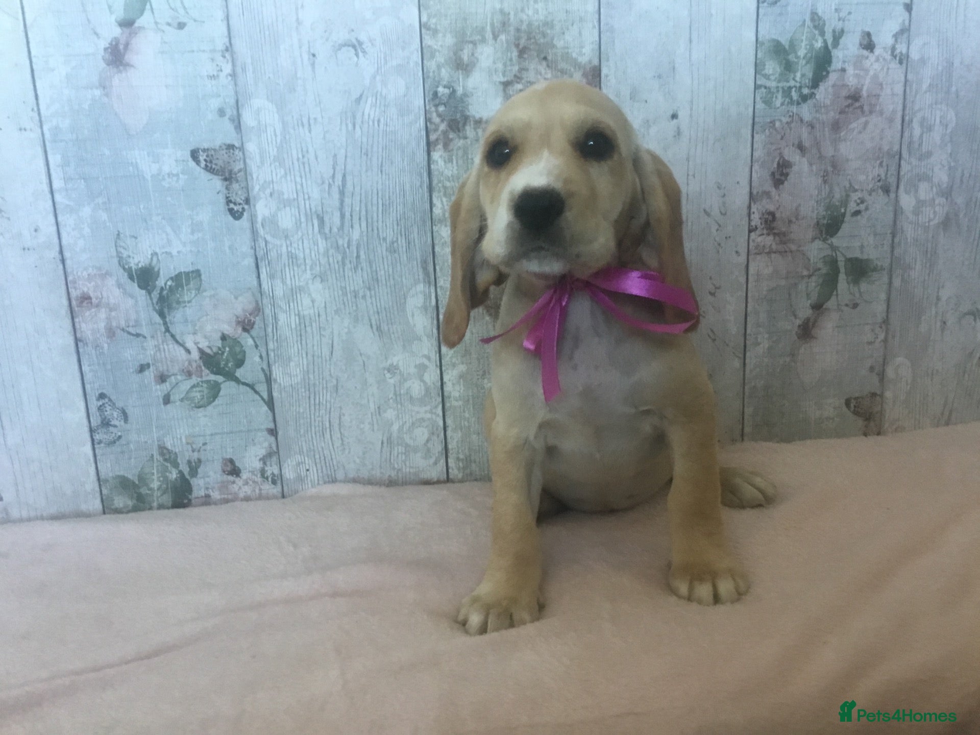 Mixed Breed dogs Chunky & strong Cockerdor pups - Advert 2