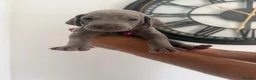Weimaraner dogs for sale: Stunning 💙&🩶 KC Registered Weimaraner pups 🩷&💙 - Advert 9