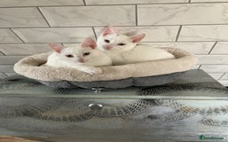 Turkish Van cats for sale: Gorgeous and Loving Turkish Van kittens - Image 7