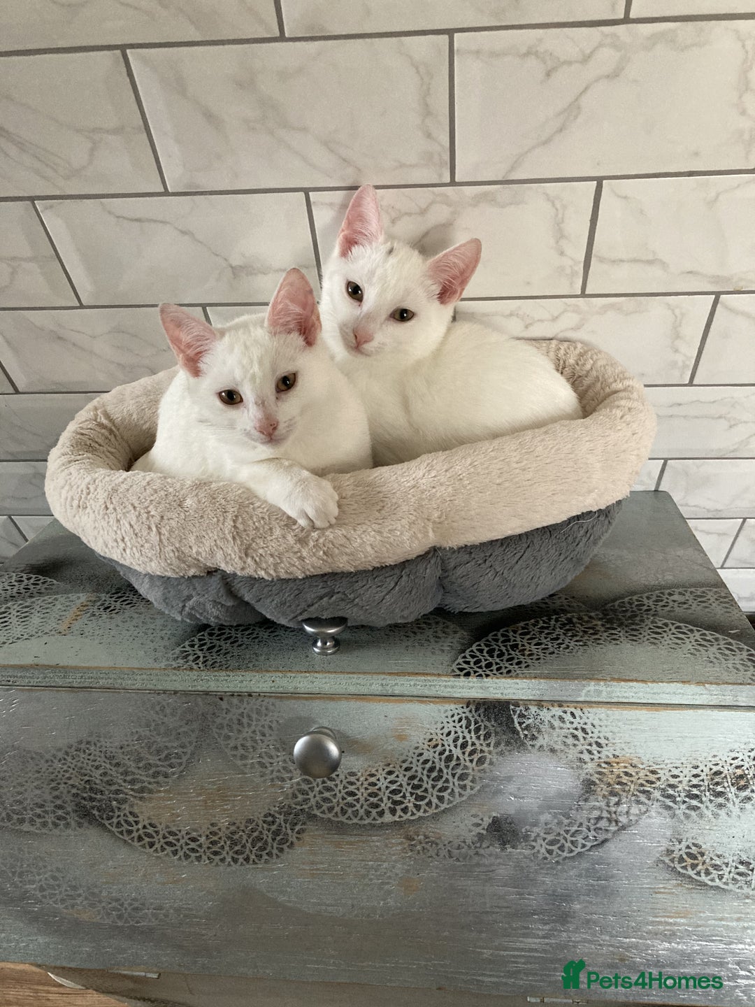 Turkish Van cats for sale: Gorgeous and Loving Turkish Van kittens - Image 7