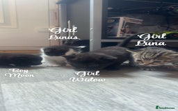 Domestic Shorthair cats for sale: Kittens for sale🥰! - Image 1