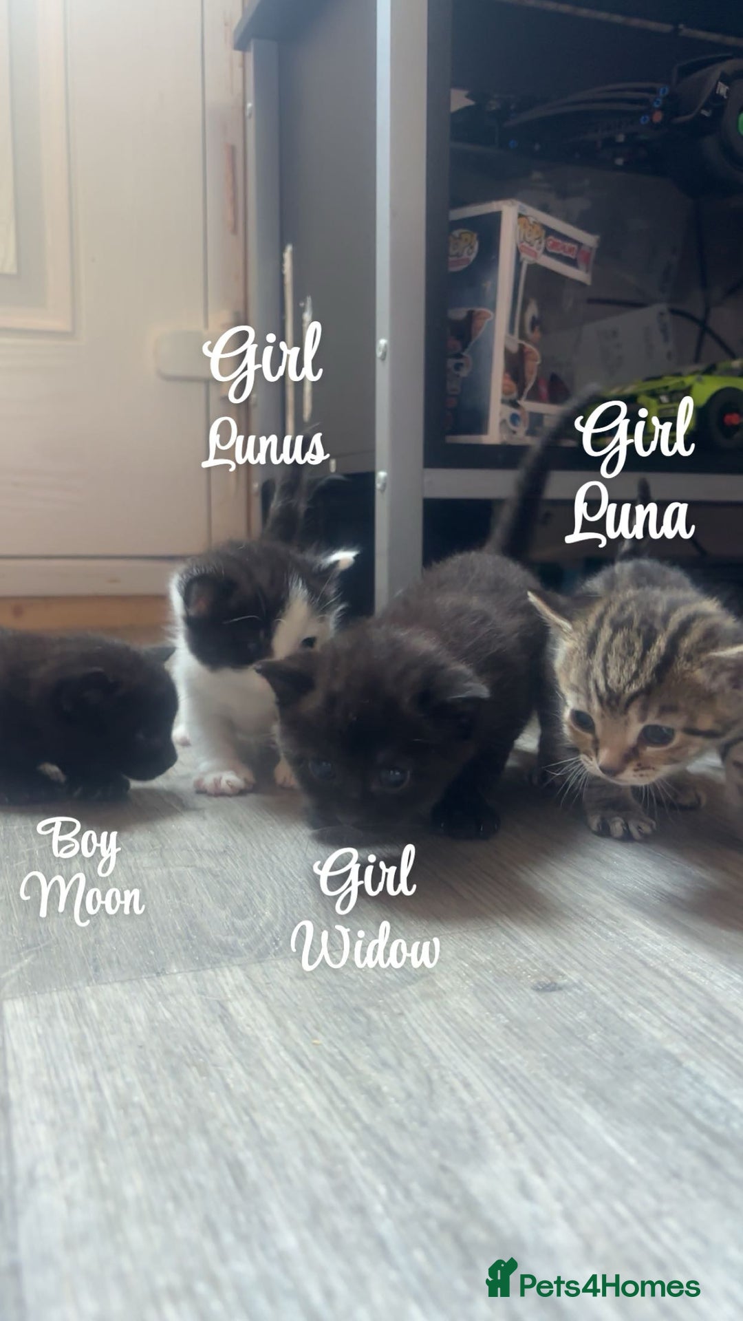 Domestic Shorthair cats for sale: Kittens for sale🥰! - Image 1