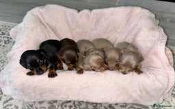 Dachshund dogs for sale: Dachshund puppies - Image 3