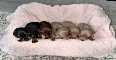 Dachshund dogs - Advert 8