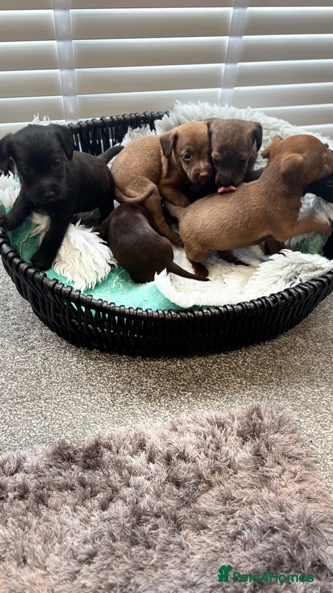 Mixed Breed dogs for sale: Cockapoo X pattadale pups  - Image 8