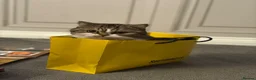 Mixed Breed cats for sale: Beautiful Exotic shorthair mix kittens  - Advert 7