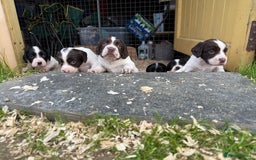 English Springer Spaniel dogs for sale: Springer spaniel puppies for sale  - Image 13