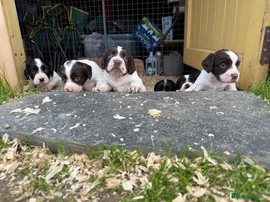 English Springer Spaniel dogs for sale: Springer spaniel puppies for sale  - Image 13