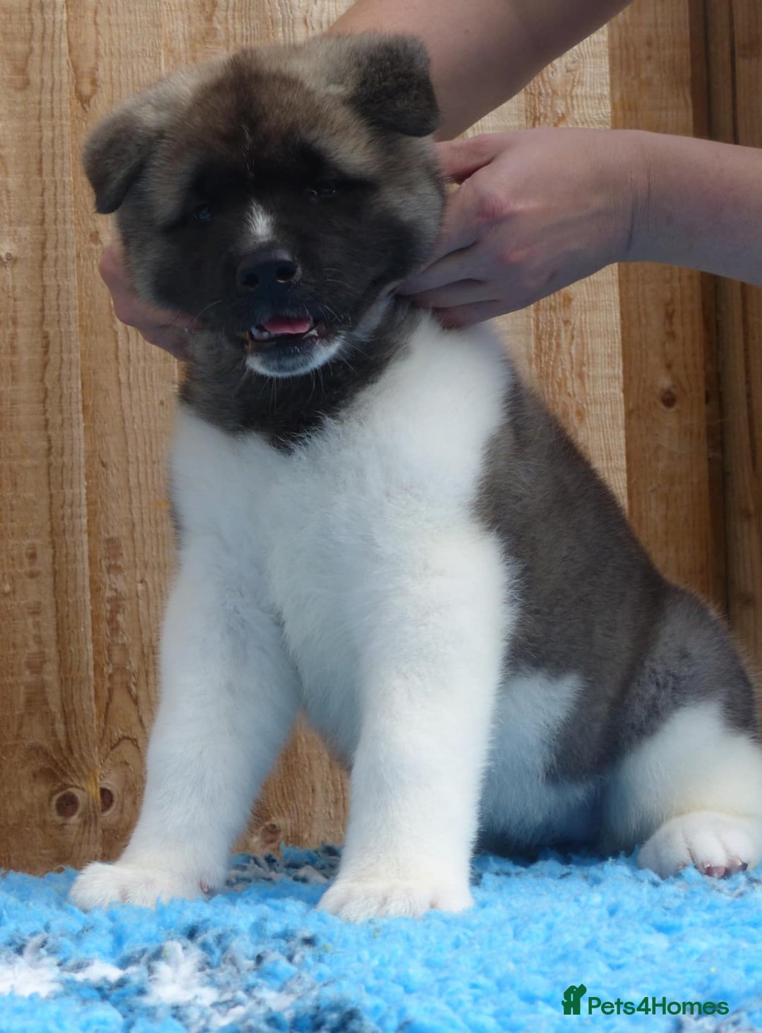 Akita dogs for sale: KC registered Akita puppies - Image 6