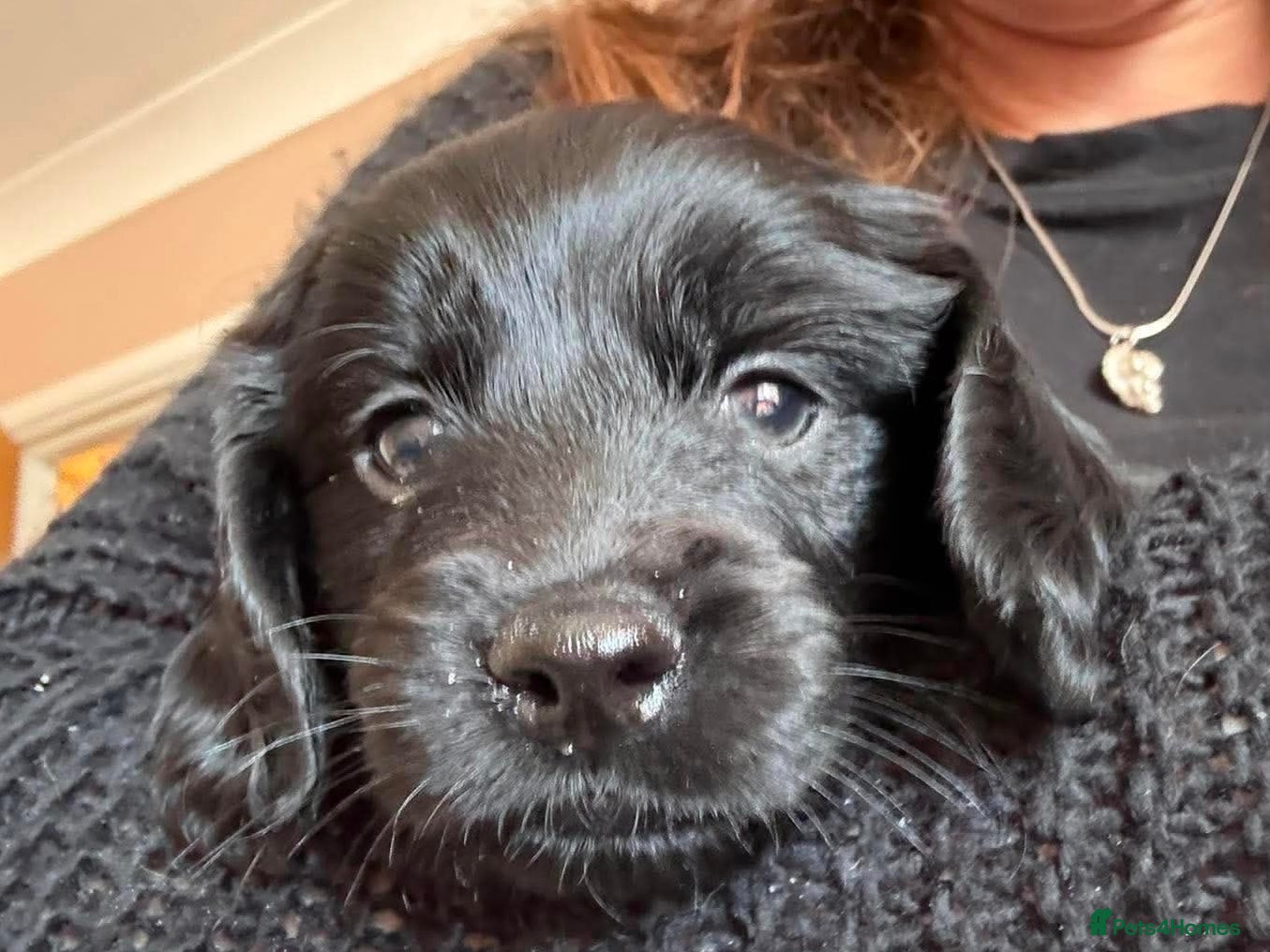 Mixed Breed dogs Gorgeous Sprocker Poo Pups ** litter ready06/06/26 - Advert 13