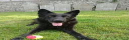 German Shepherd dogs for stud: ABEKS in Dover - Advert 3