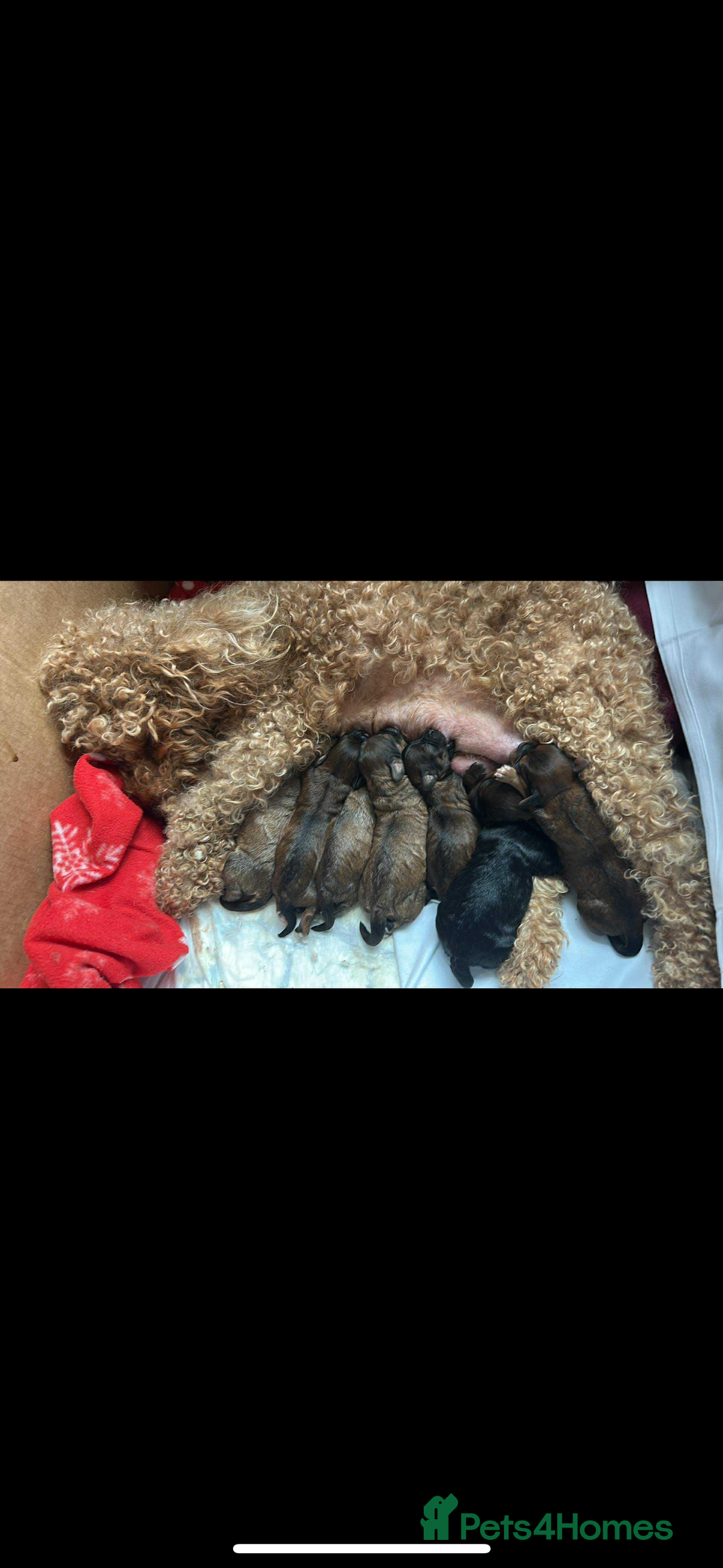 Mixed Breed dogs for sale: 🐶 Cockapoo × Shih Tzu Puppies Ready September  - Image 5