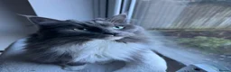 Maine Coon cats for sale: Kiki&Milo – Bonded Pair Looking for a Loving Home - Advert 8