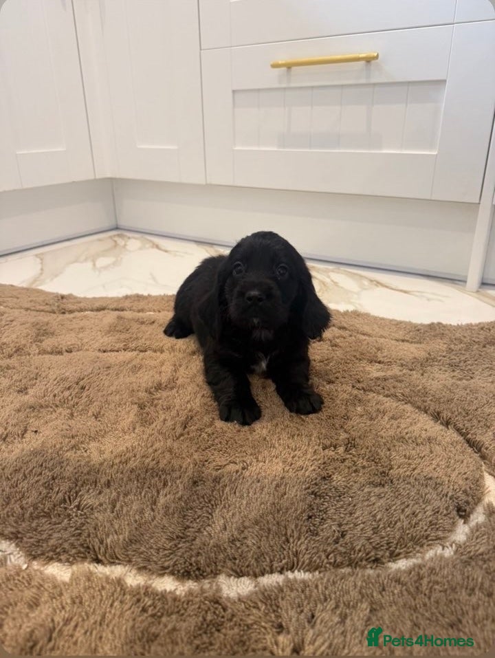 Cocker Spaniel dogs for sale: Cocker spaniel show type puppies  - Advert 12