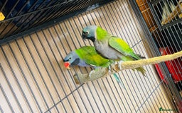 Parakeets birds for sale: Lord Derbyan Parrot for sale.👍QUICK SALE 👍 - Advert 5