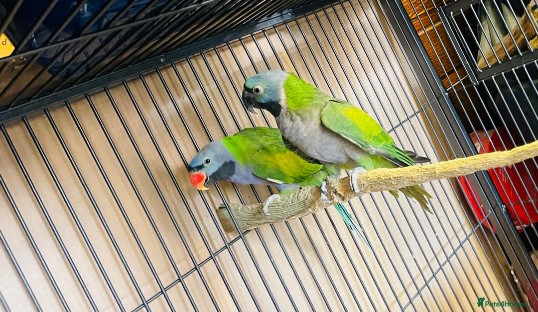 Parakeets birds for sale: Lord Derbyan Parrot for sale.👍QUICK SALE 👍 - Advert 5