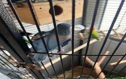 Lovebirds birds for sale: Beautiful lovebirds - Image 5