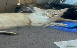 Bengal cats for sale: 2 gorgeous male half bengal kittens 😺  - Image 5