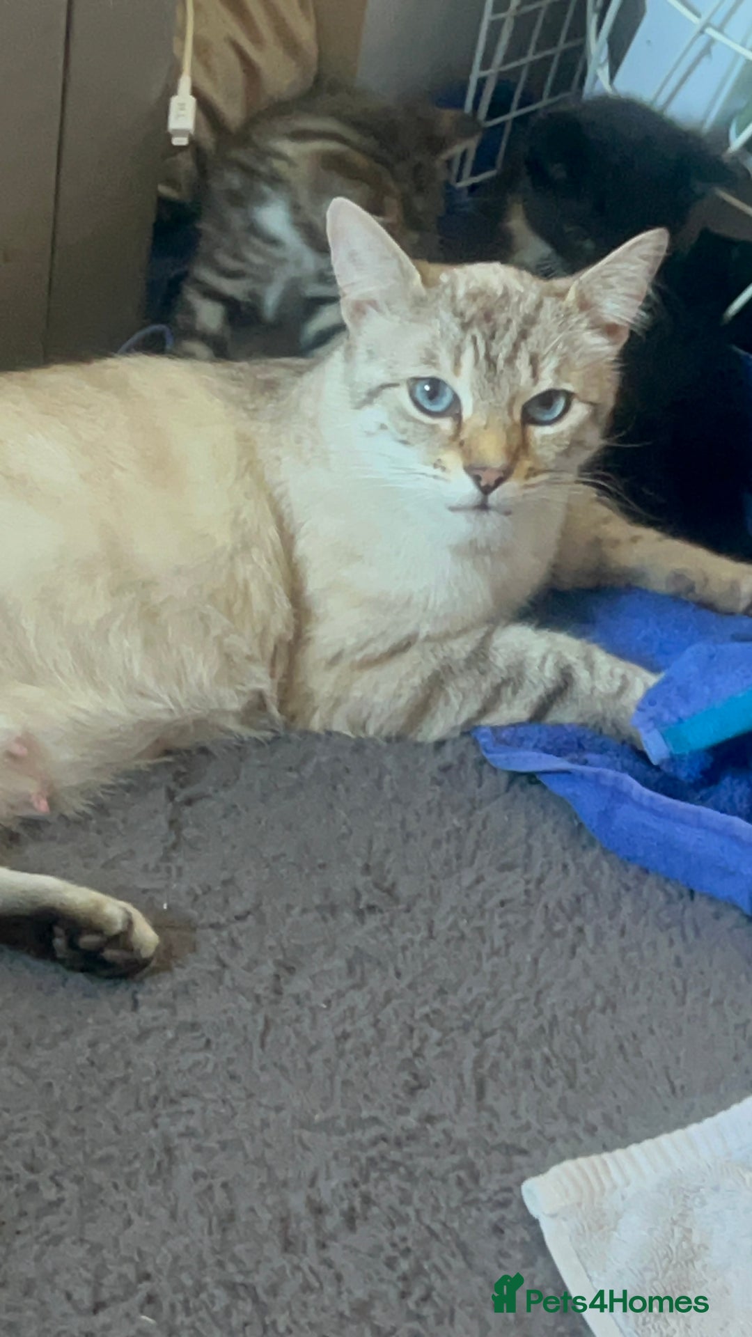Bengal cats for sale: 2 gorgeous male half bengal kittens 😺  - Image 5