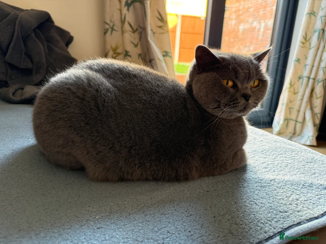 Brazilian Shorthair cats for sale: 2 BSH - Advert 11