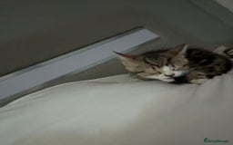 Domestic Shorthair cats for sale: Her name biscuit  - Image 5